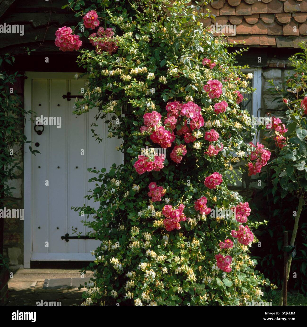 Climbing Gardens- with Rosa 'American Pillar' and - Lonicera japonica 'Halliana' AGM   CLG110630 Stock Photo