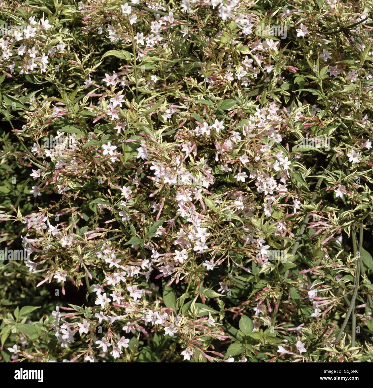 Stephanense Jasmine High Resolution Stock Photography and Images - Alamy