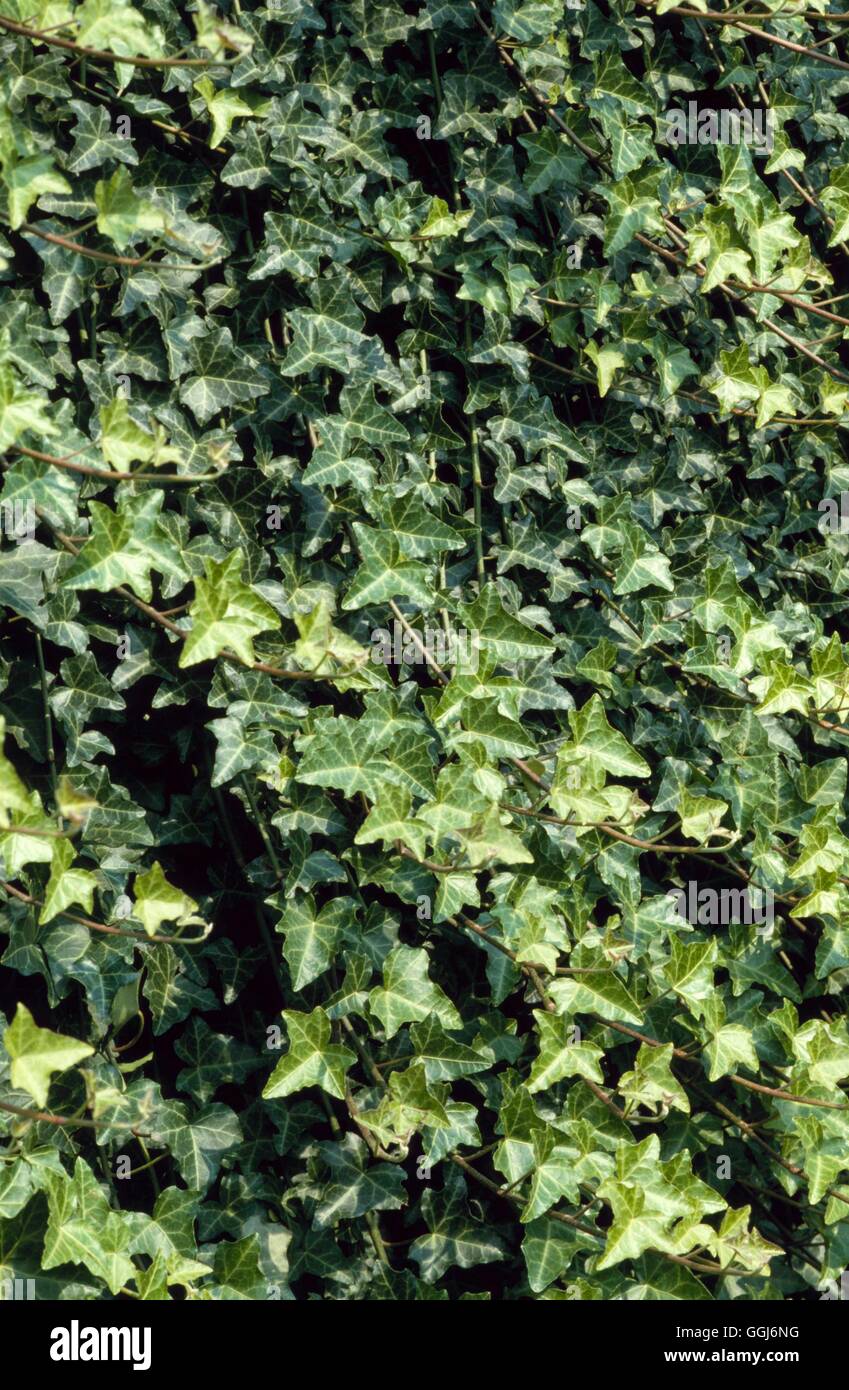 Hedera helix   CLS003438 Stock Photo