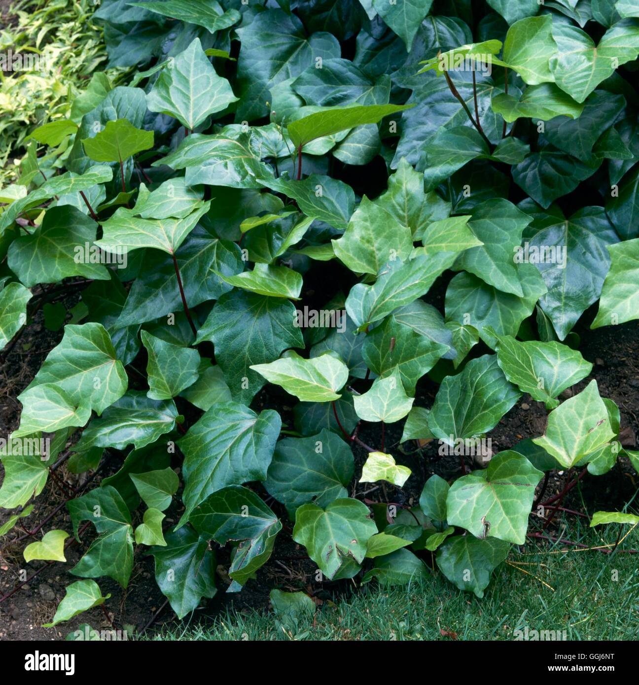 Hedera hibernica AGM - Atlantic Ivy   CLS005521 Stock Photo