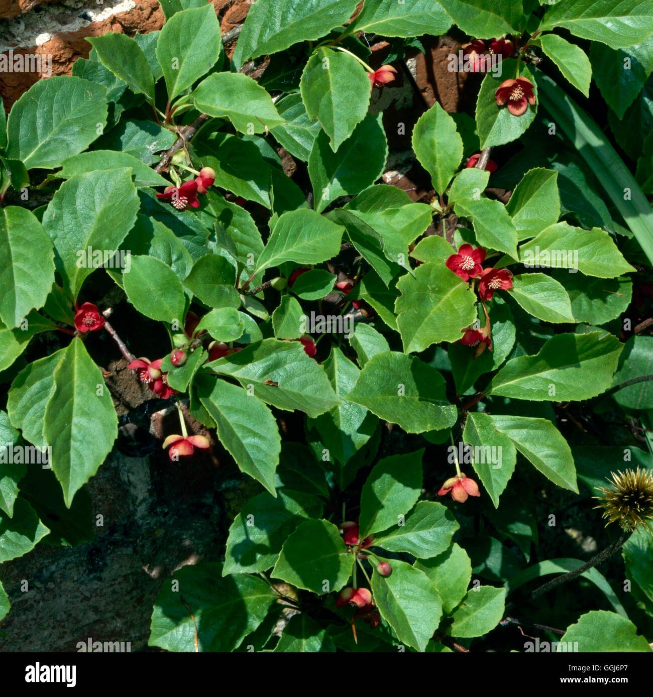 Schisandra rubriflora - (Syn S.grandiflora var. rubriflora)   CLS006753  /Pho Stock Photo