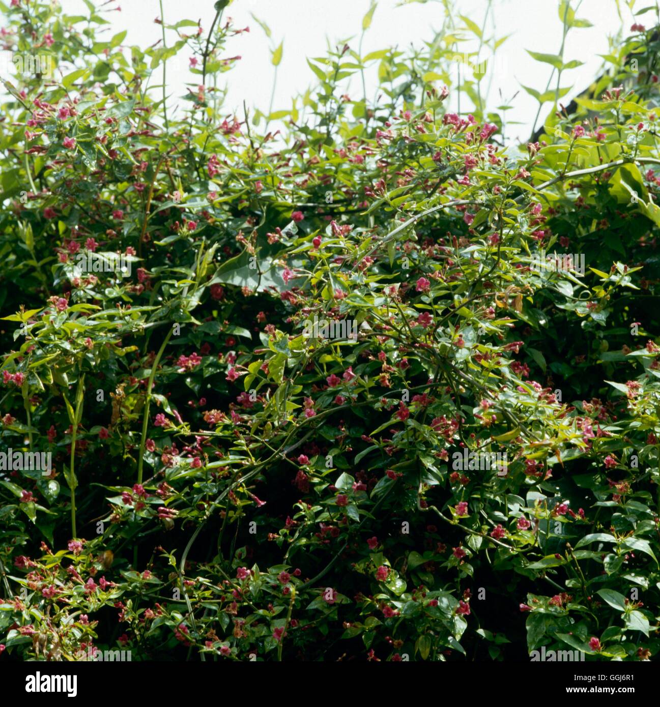 Jasminum beesianum   CLS013002 Stock Photo