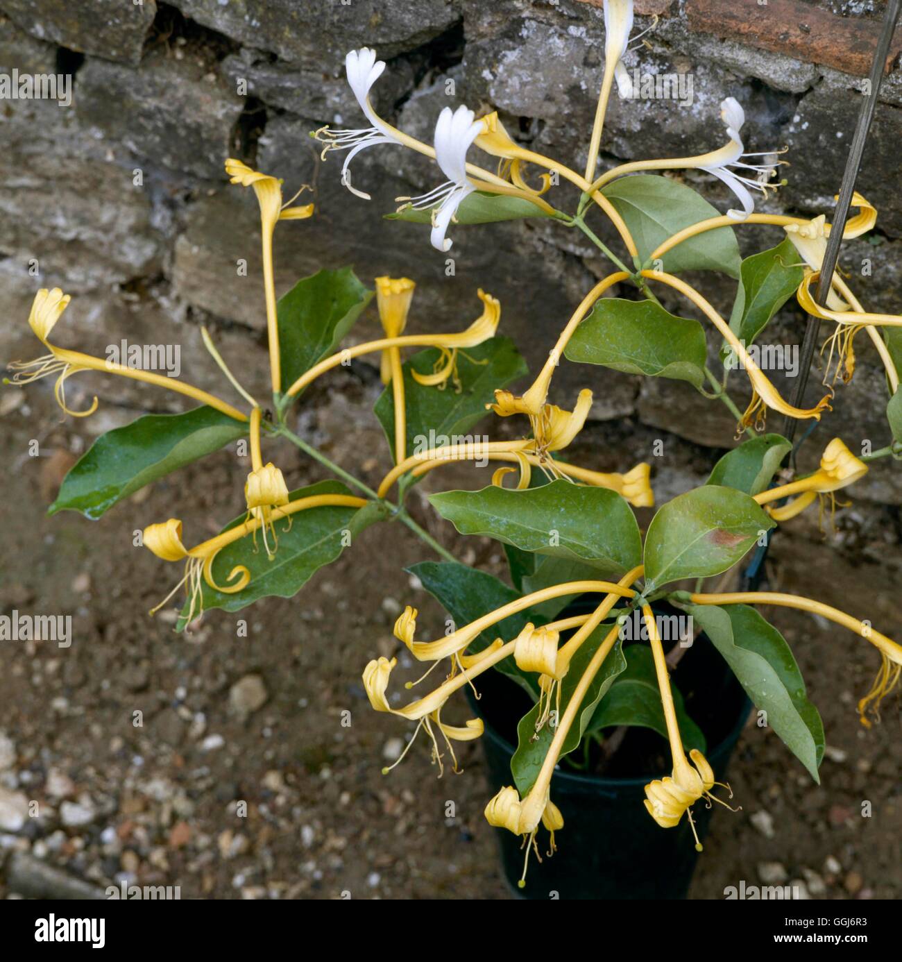 Lonicera hildebrandiana - Giant Honeysuckle   CLS013992 Stock Photo
