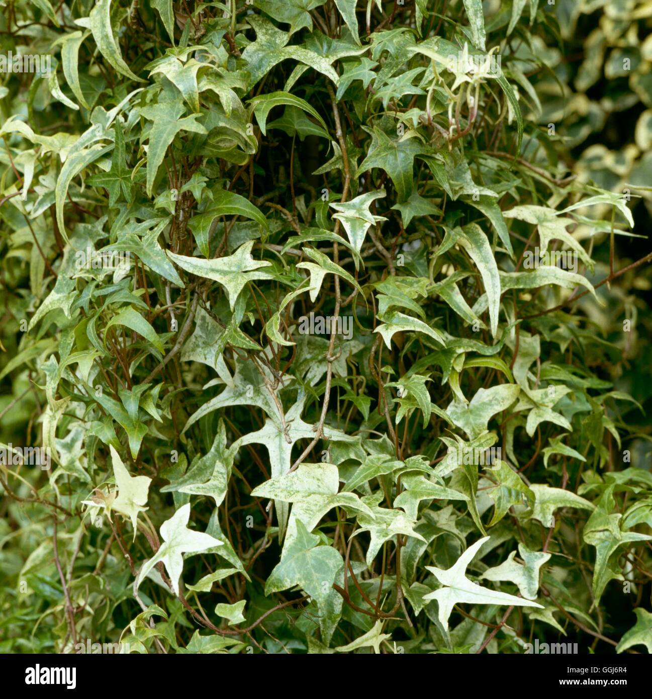 hedera mini Hedera helix 'Kolibri' | Plants main image 1