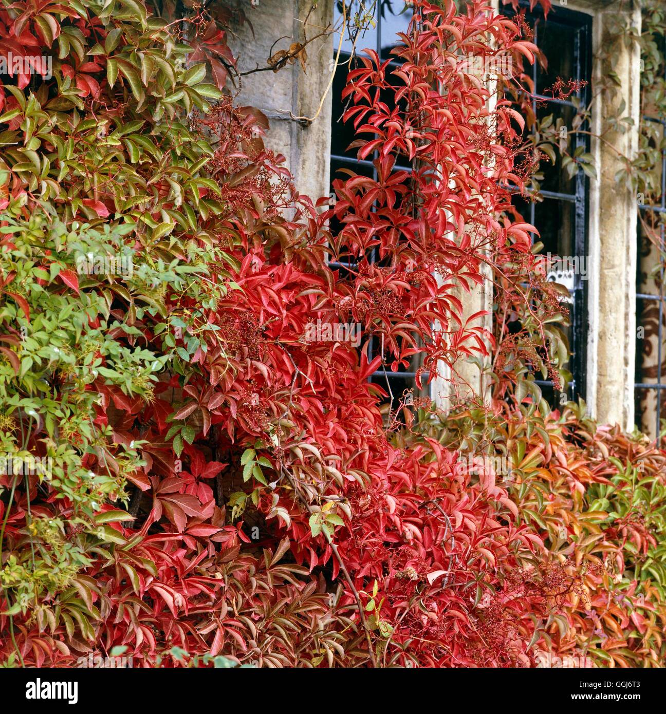 Parthenocissus henryana AGM - in Autumn colour   CLS020632 Stock Photo