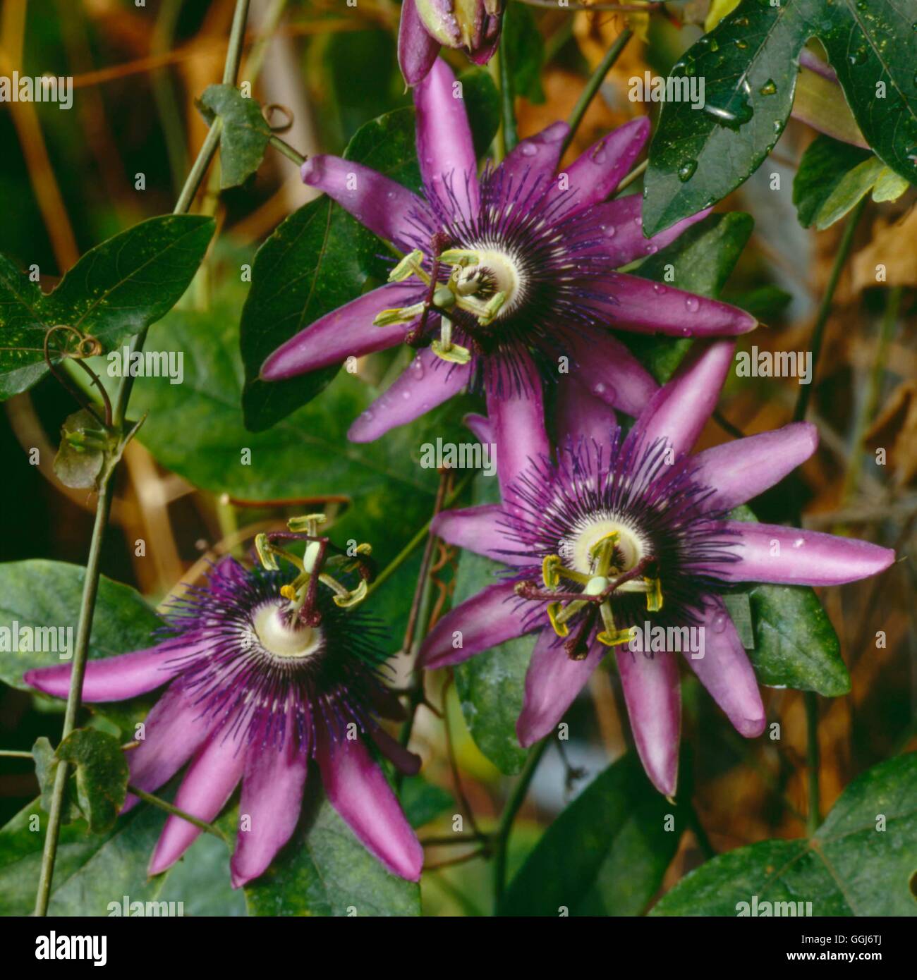 Passiflora - 'Amethyst' AGM - (Syn P. 'Lavender Lady')   CLS023832  /Photosho Stock Photo
