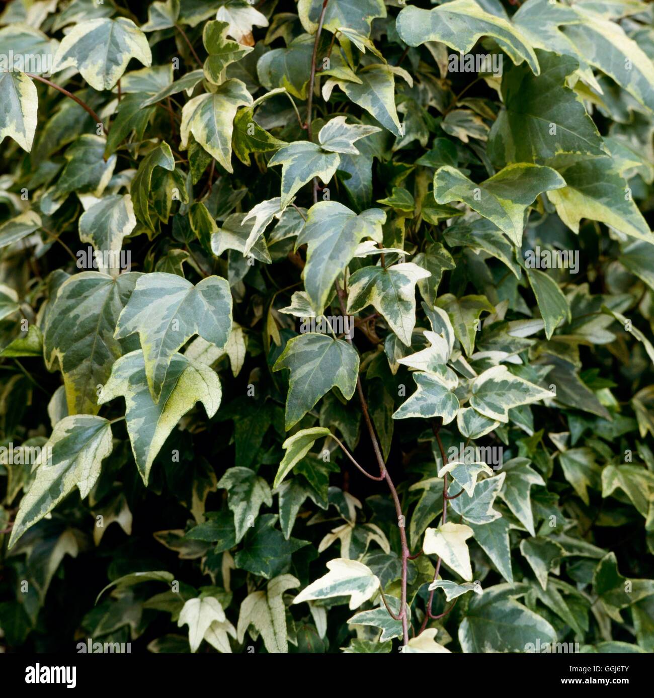 Hedera helix - `Eva' CLS026073 Stock Photo - Alamy