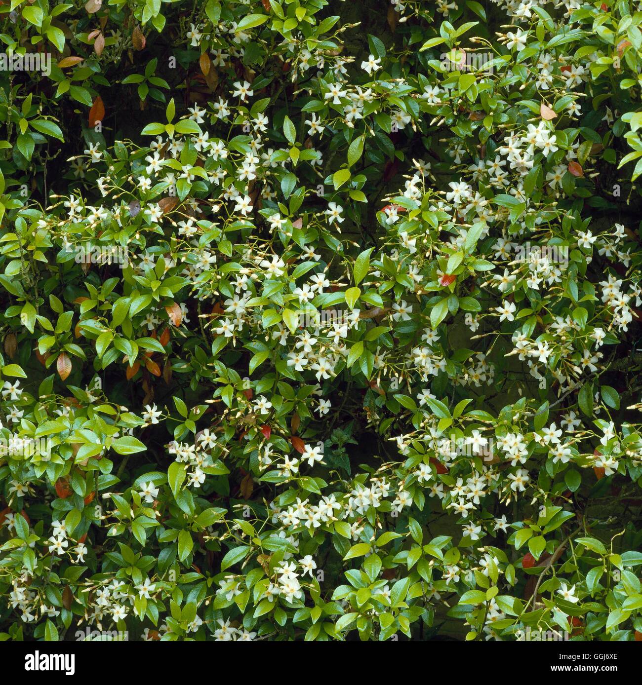 Trachelospermum asiaticum   CLS053918 Stock Photo