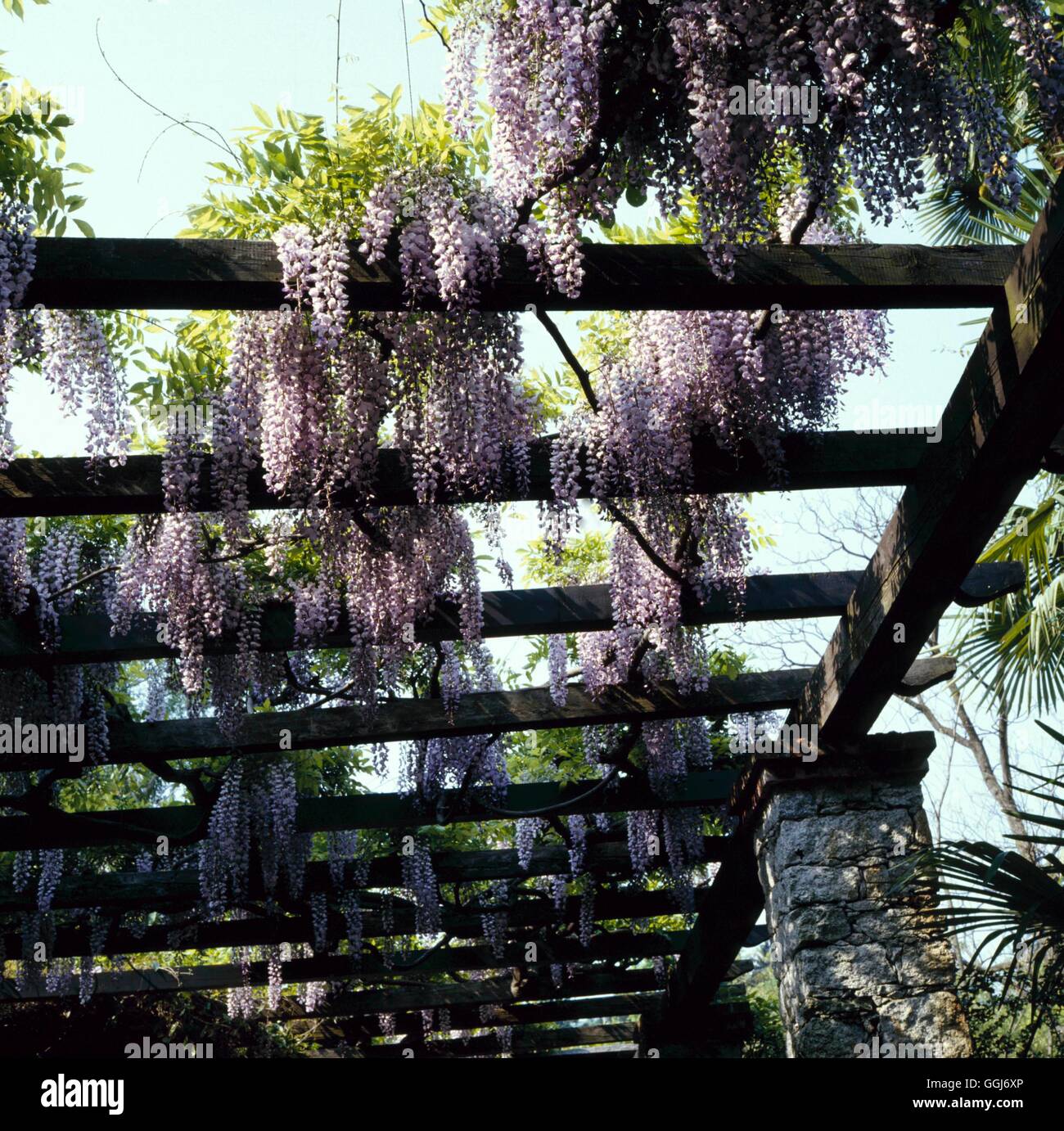 wisteria-pergola-hi-res-stock-photography-and-images-alamy