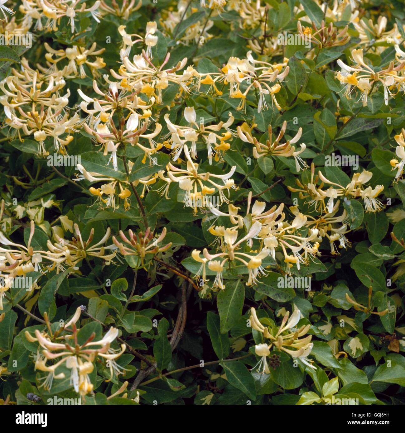 Lonicera periclymenum graham thomas hi-res stock photography and images -  Alamy
