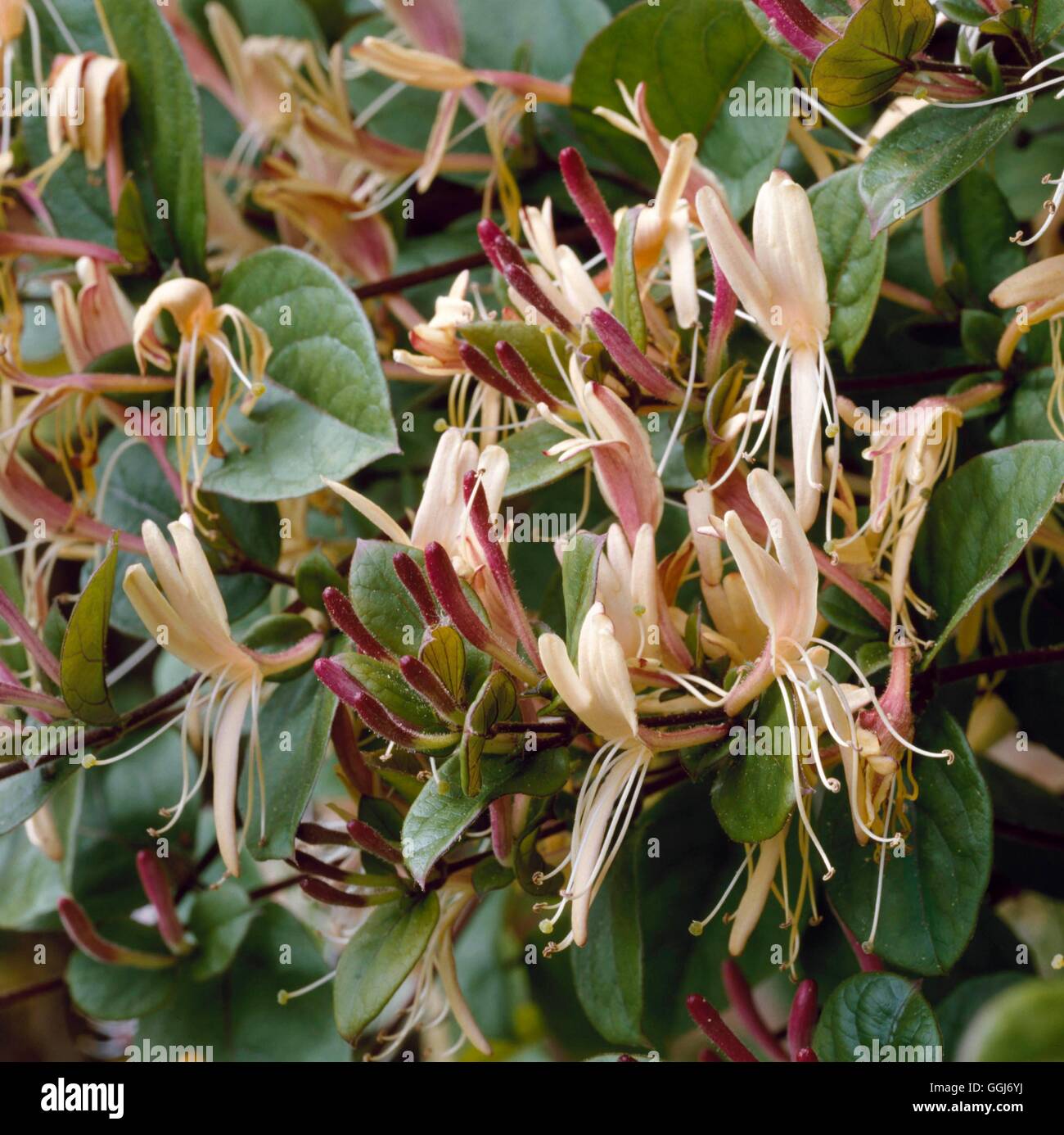 Lonicera japonica - var. repens AGM   CLS066946 Stock Photo