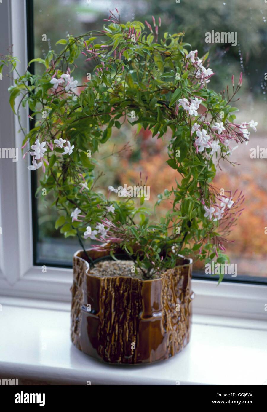 Jasminum polyanthum AGM - grown as a houseplant   CLS069268 Stock Photo