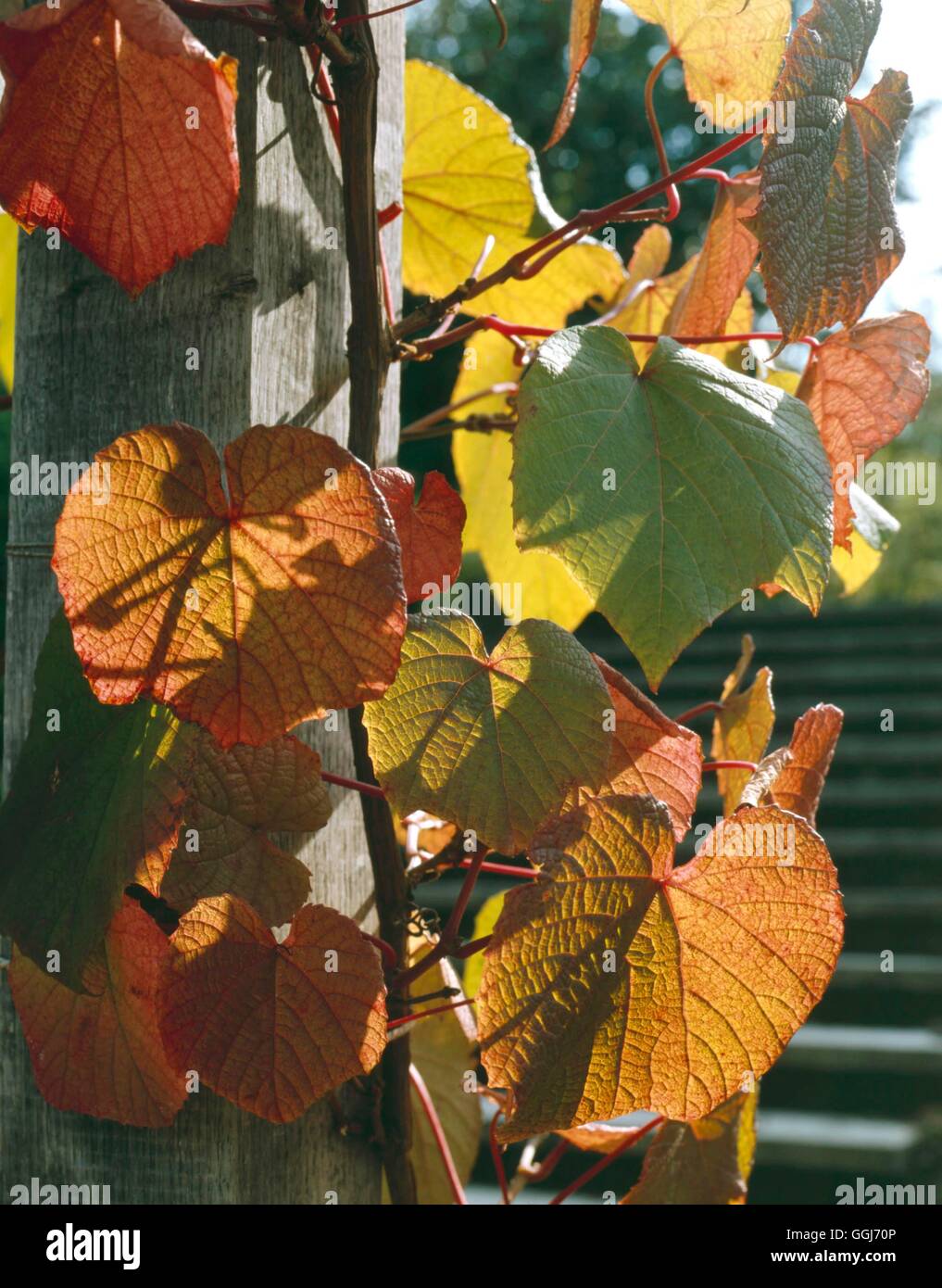 Vitis coignetiae AGM - in Autumn colour   CLS080157 Stock Photo