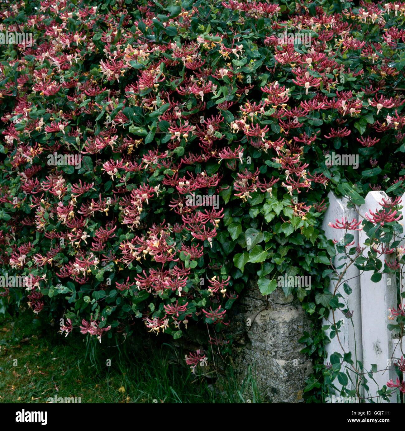 Lonicera periclymenum - 'Belgica' CLS086161 Stock Photo - Alamy