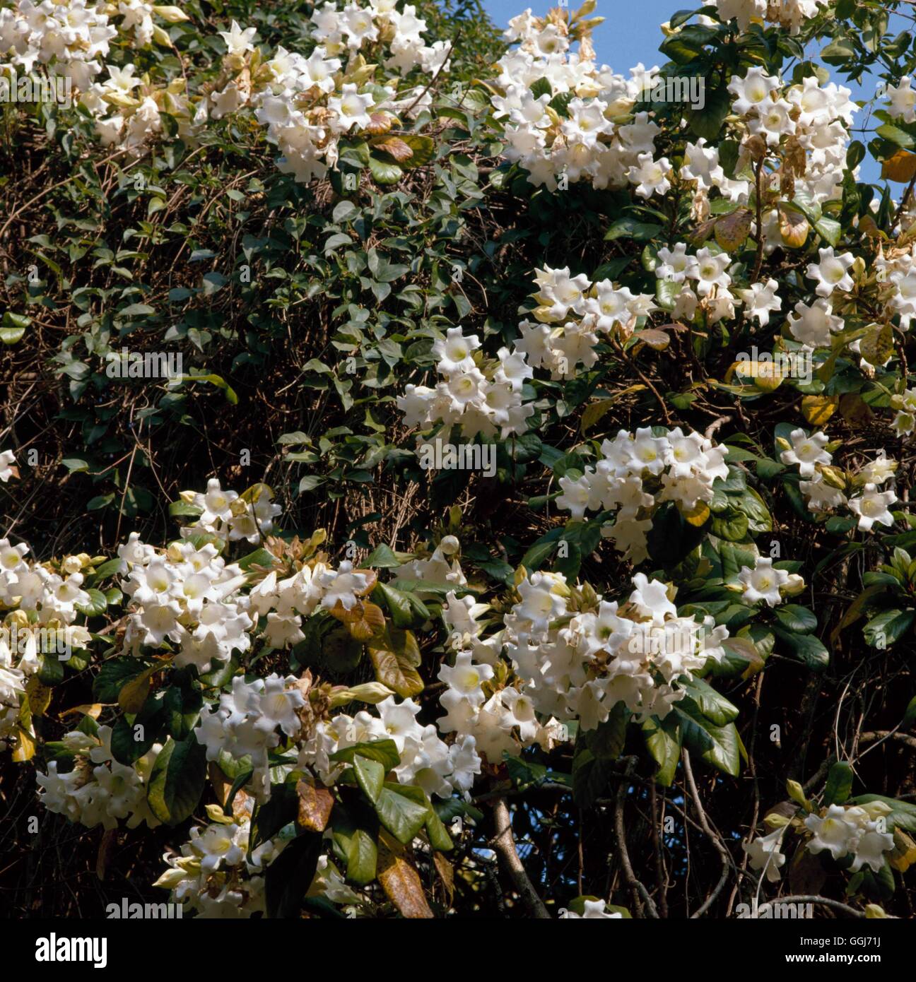 Beaumontia grandiflora - Herald's Trumpet   CLS087703 Stock Photo