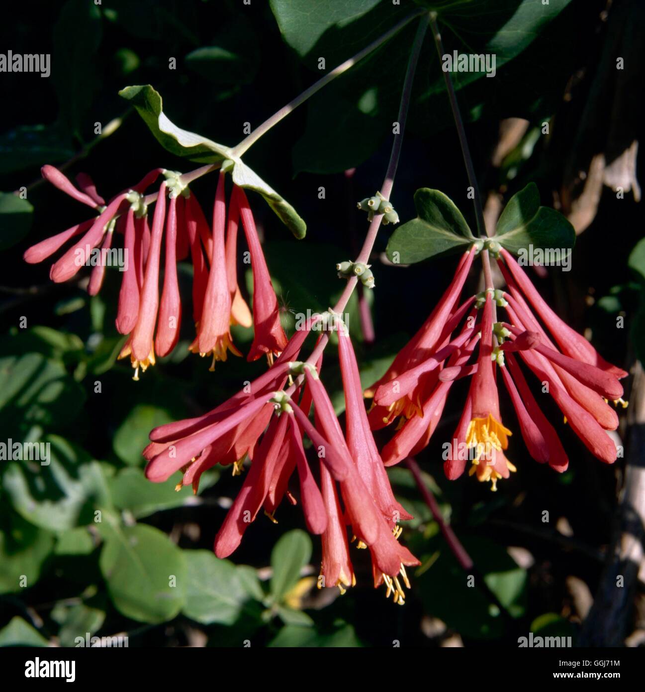 Lonicera x brownii - 'Dropmore Scarlet'   CLS088338 Stock Photo