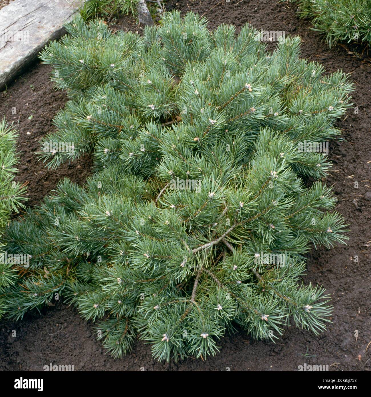 Pinus sylvestris pine hi-res stock photography and images - Alamy