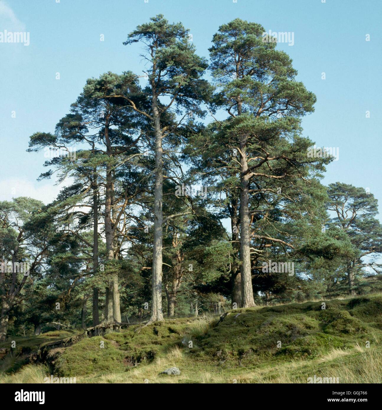 Pinus sylvestris - Scots Pine   CON021776 Stock Photo