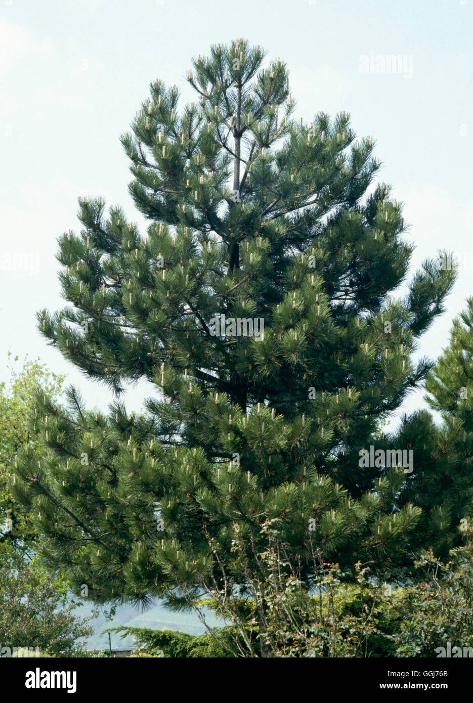 Pinus nigra - (Syn P. nigra var. austriaca) Austrian Pine   CON023529  /Photo Stock Photo