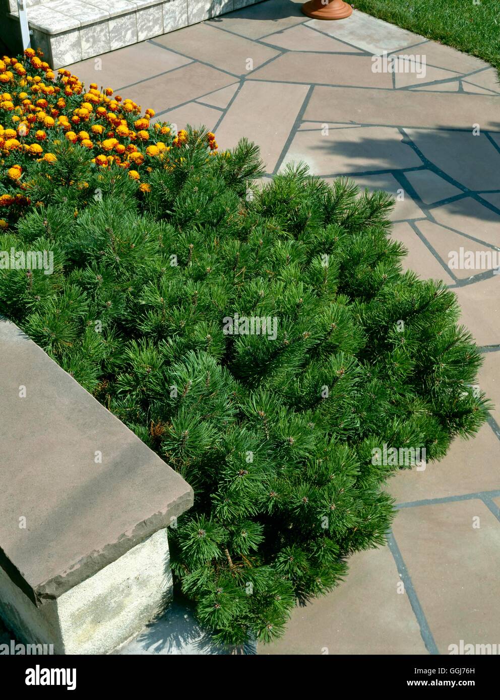 Pinus mugo - var. pumilio on edge of patio   CON024114 Stock Photo