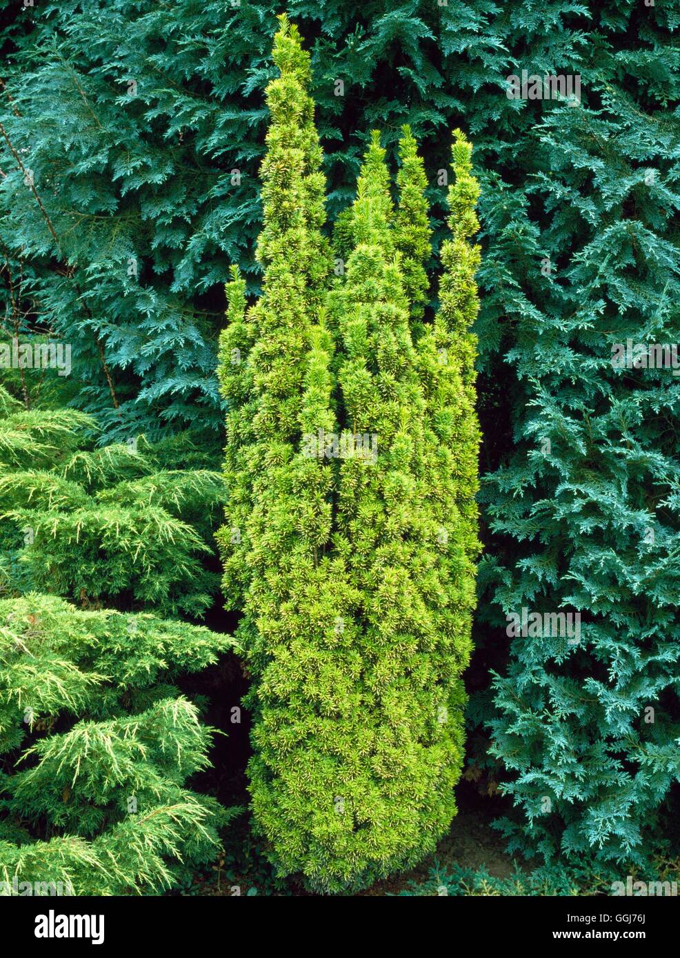 Taxus baccata 'standishii' hi-res stock photography and images - Alamy