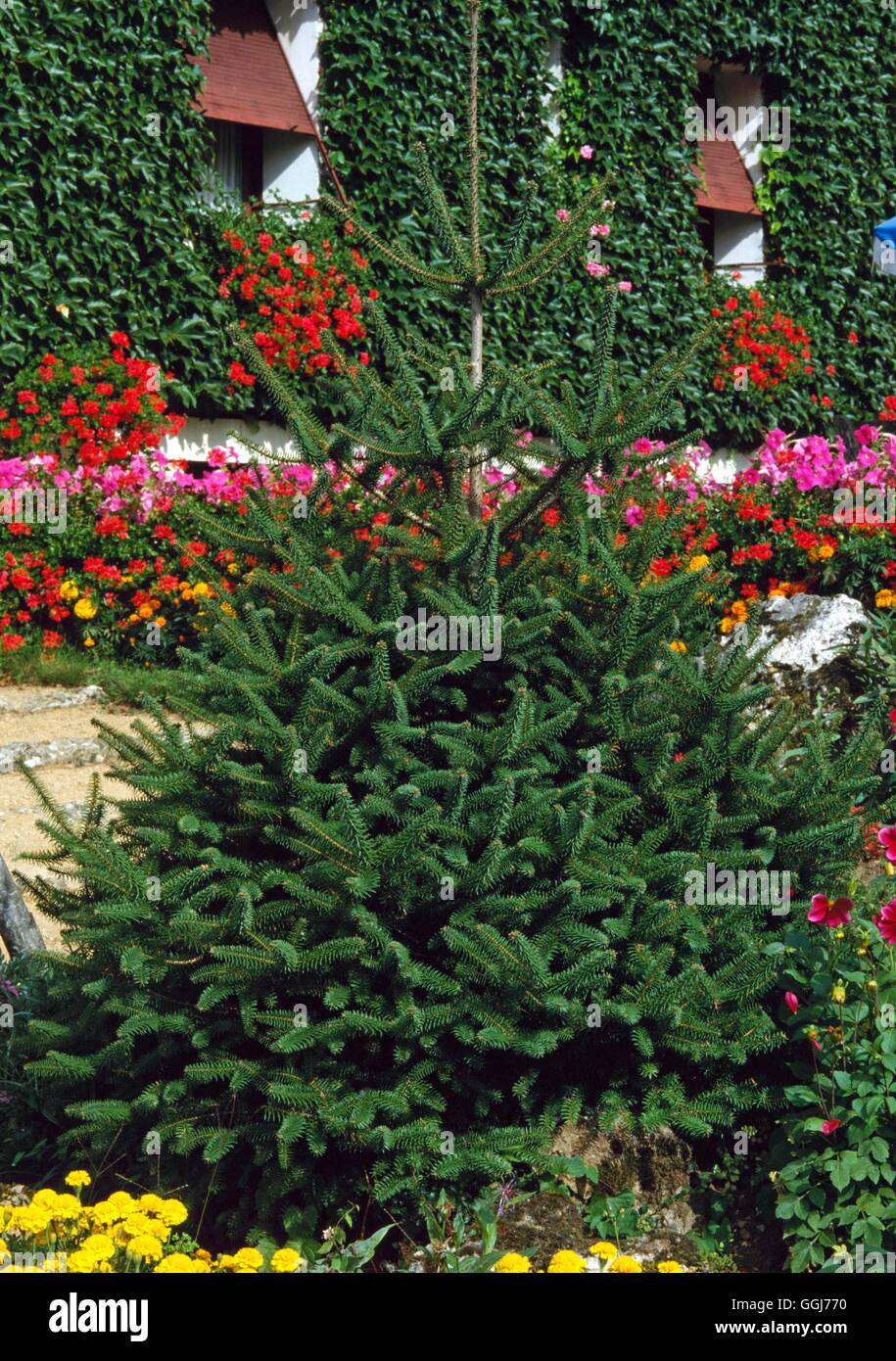 Abies procera - The Noble Fir   CON027154 Stock Photo