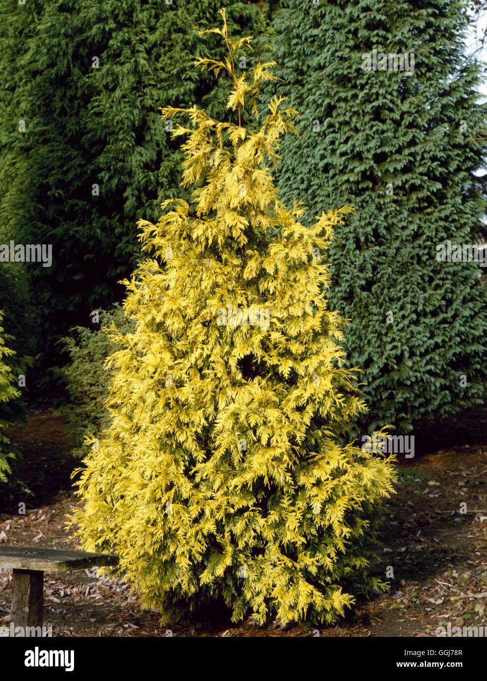 thuja smaragd heijnen Thuja occidentalis 'Smaragd'- Coniferenhaag Voordeelpakket –  Tuinplantenloods main image 0