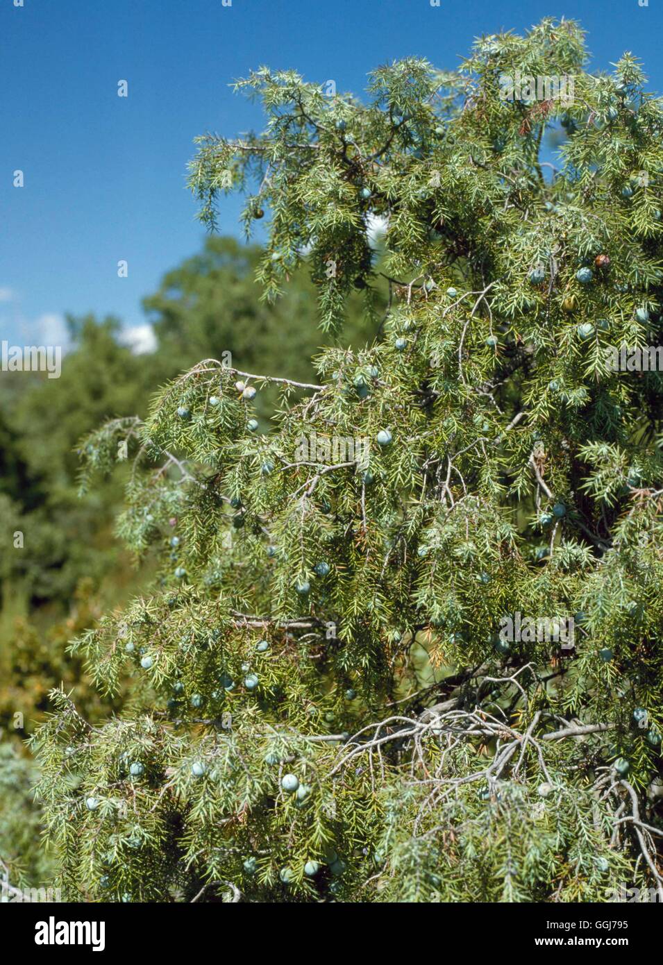 Juniperus communis showing the berries used in Gin making CON054695