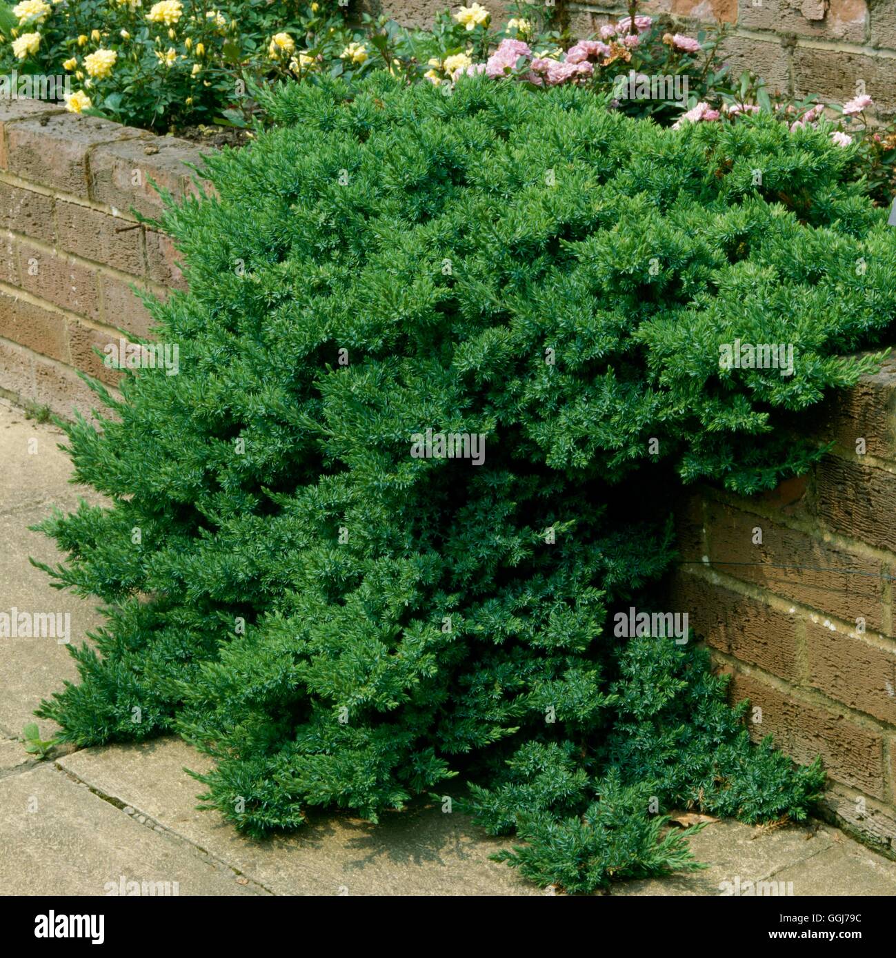 Juniperus procumbens   CON055410 Stock Photo