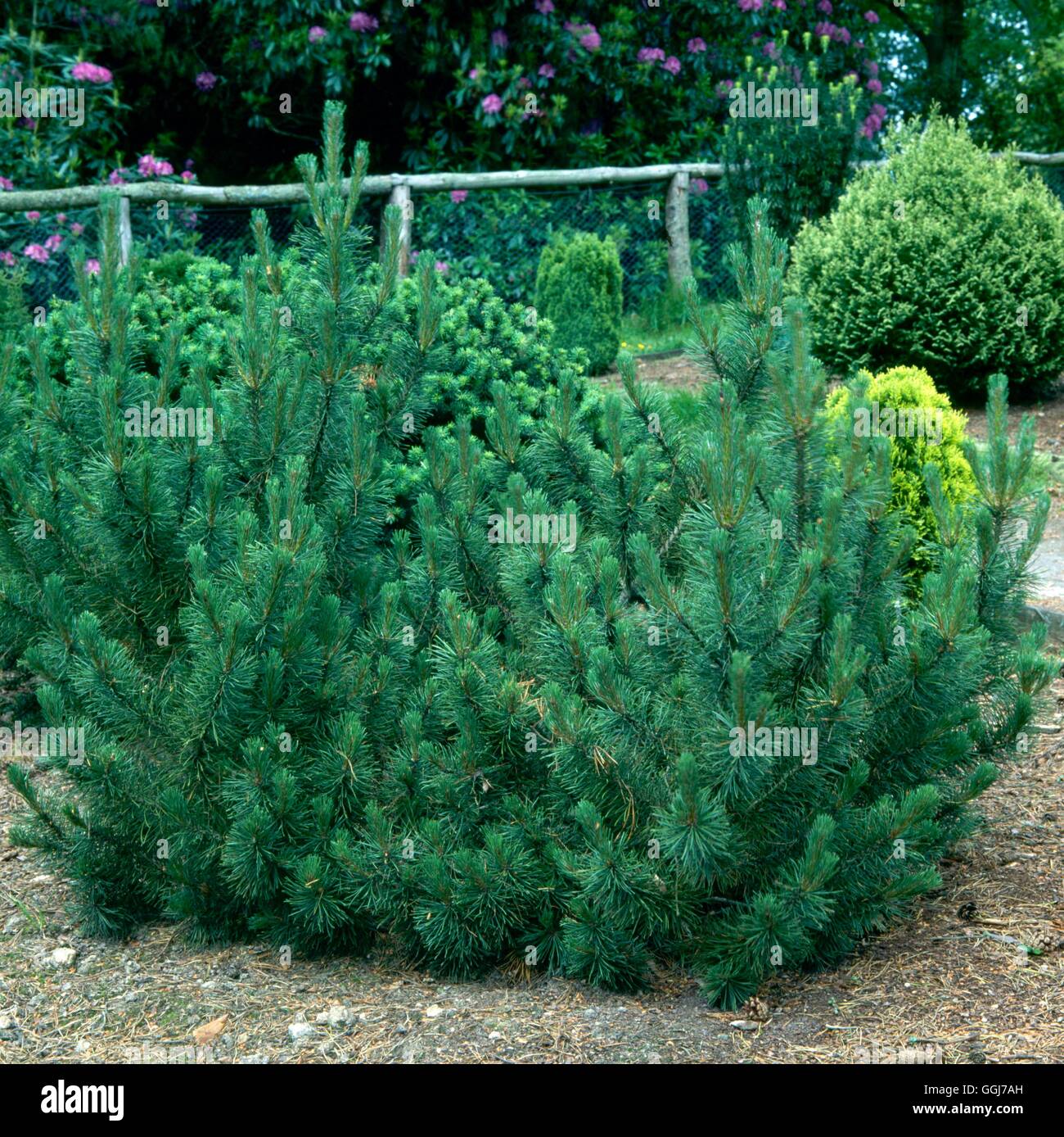 Pinus mugo - var. pumilio   CON055881 Stock Photo