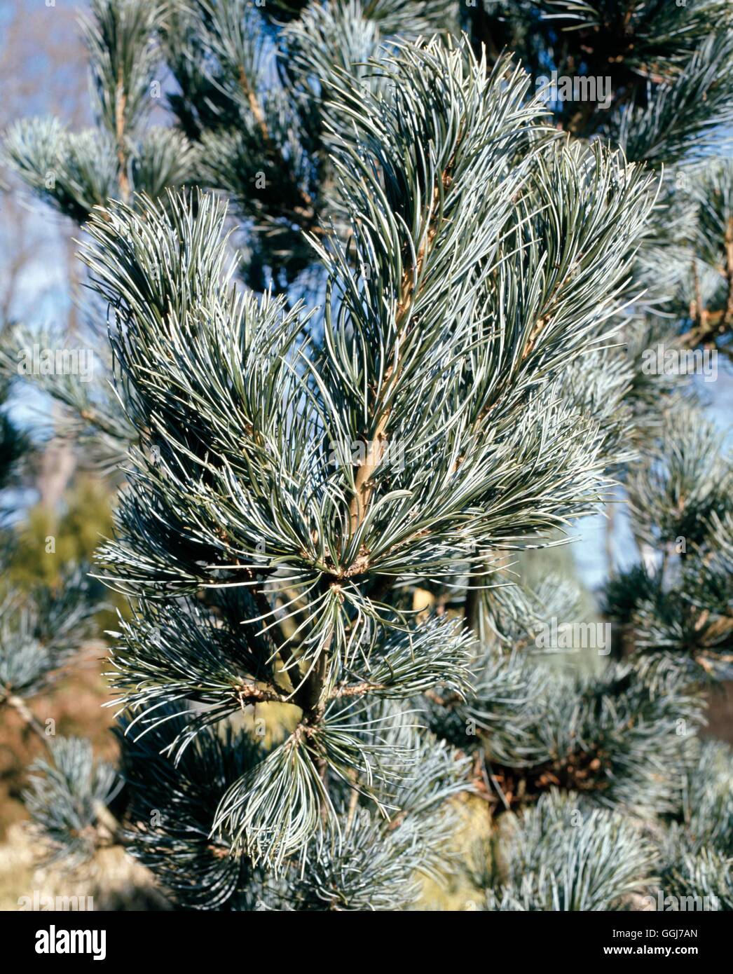Pinus parviflora   CON055903 Stock Photo