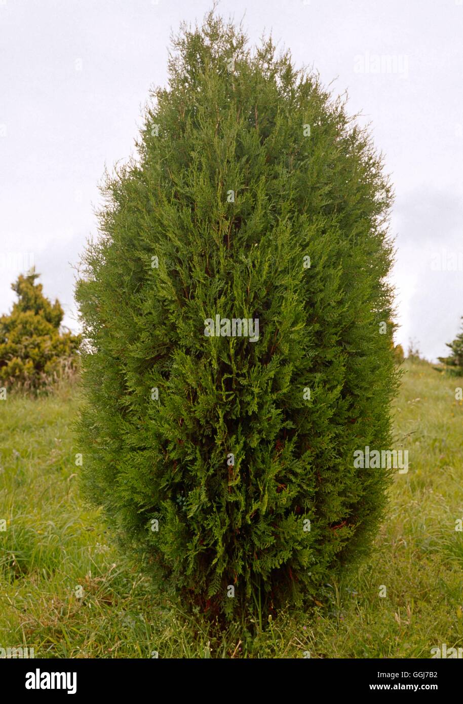 Platycladus orientalis - (Syn Thuja orientalis)- - Chinese Arbor-vitae   CON056010     Photos Hortic Stock Photo