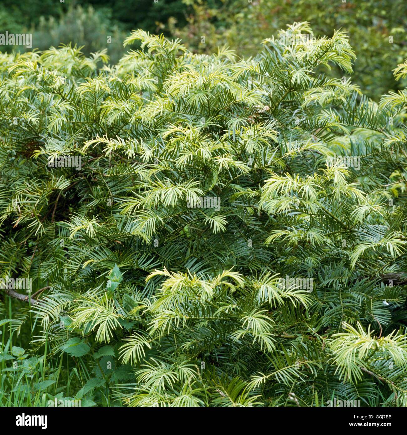 Cephalotaxus harringtonia - showing new foliage - Cow's Tail Pine   CON056538     Photos Horticultur Stock Photo