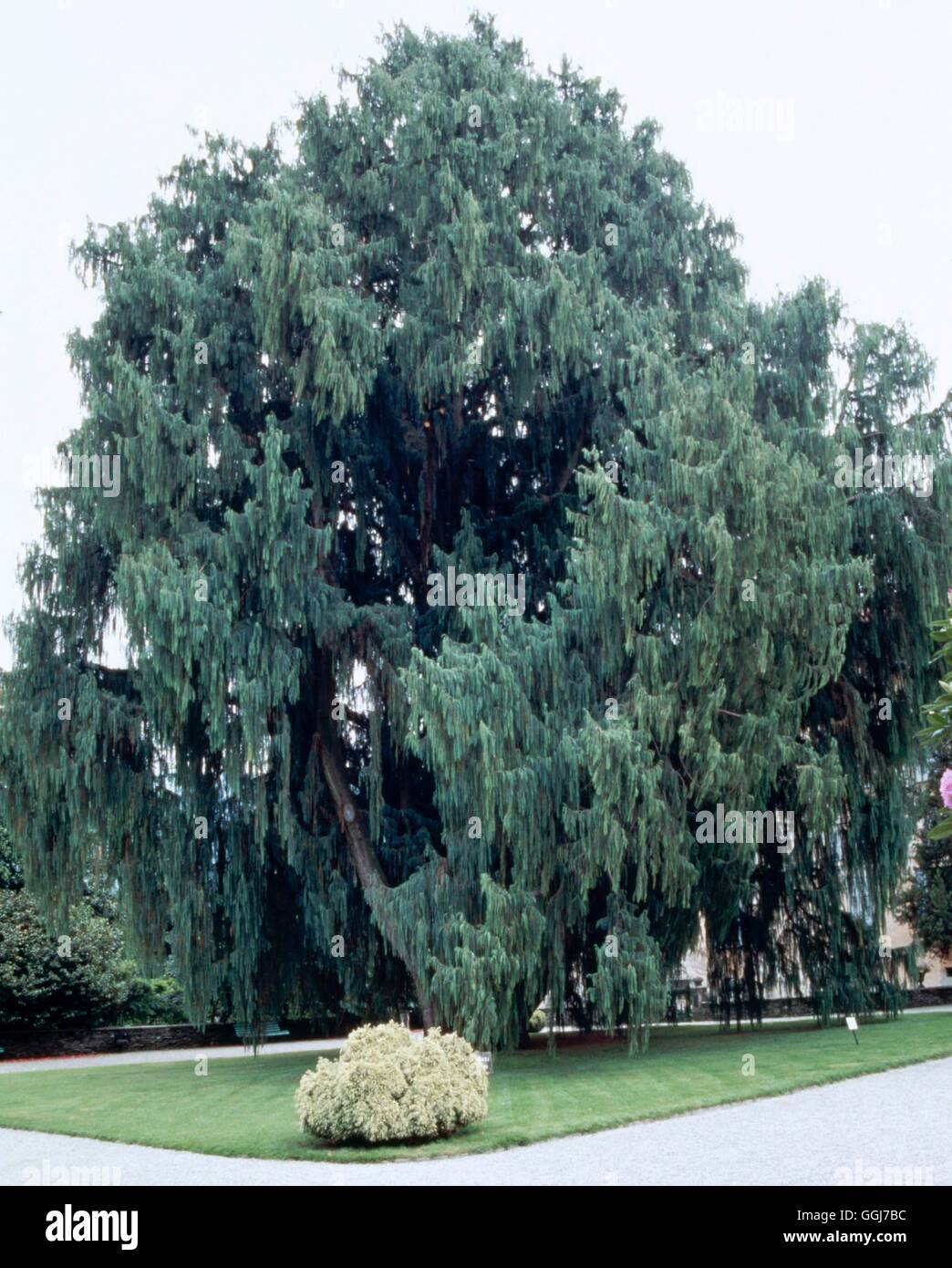 Cupressus cashmeriana AGM - The famous specimen of the Kashmir Cypress growing on Isola Madre'''   CON056958  Compul' Stock Photo