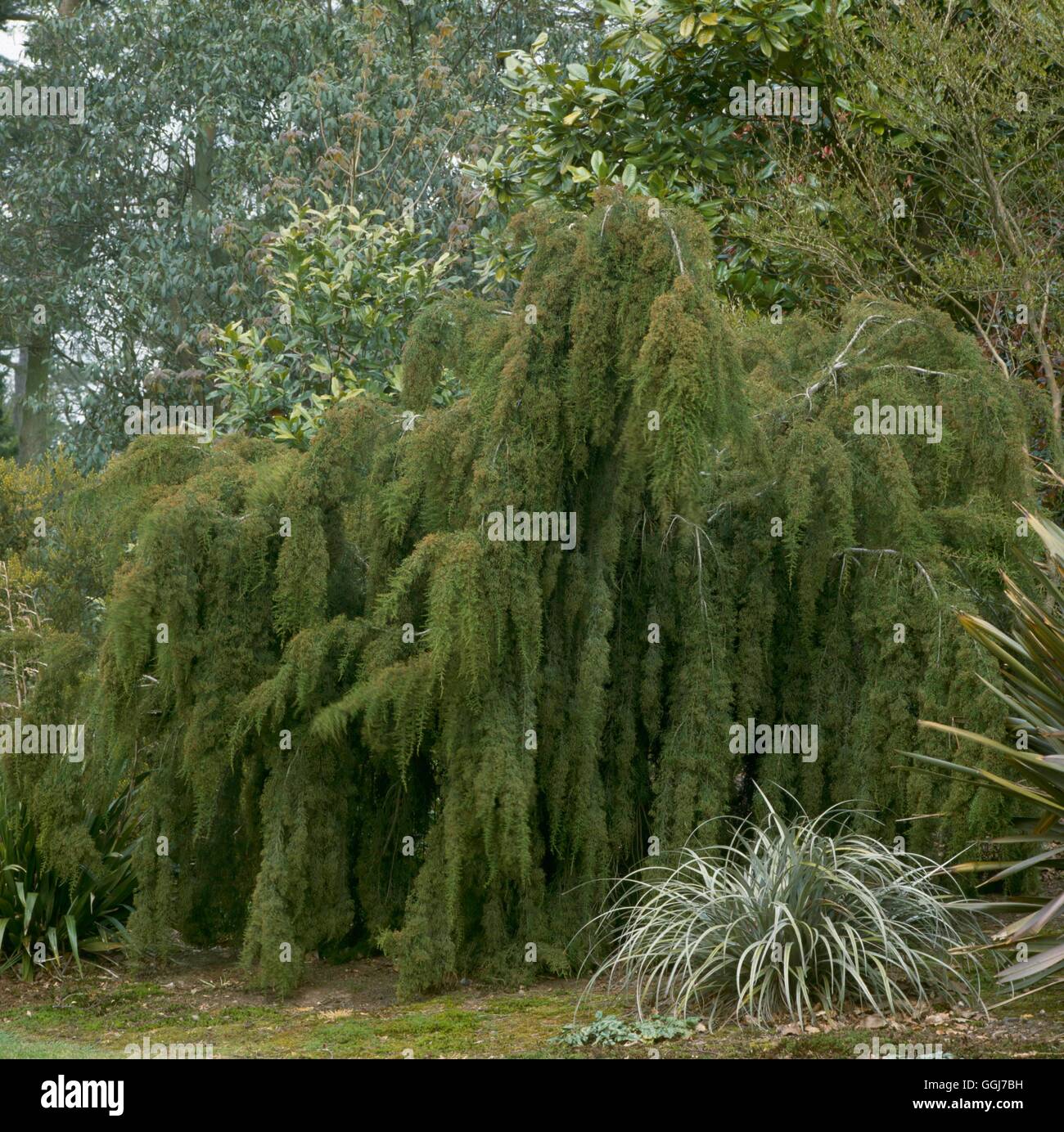 Lagarostrobus franklinii - (Syn Dacrydium franklinii) Huon Pine   CON059731 Stock Photo