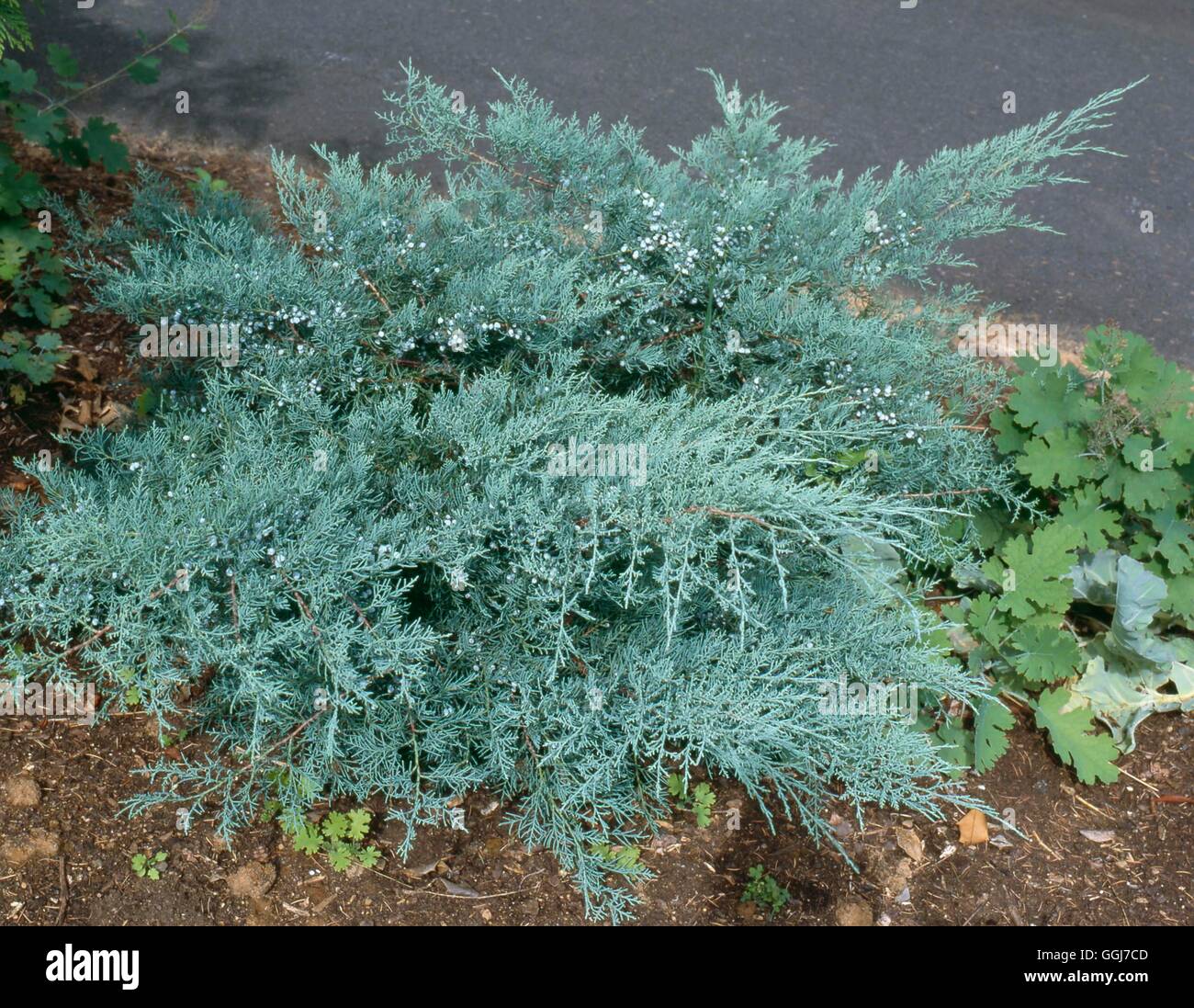 Juniperus virginiana - 'Grey Owl' AGM   CON091692 Stock Photo