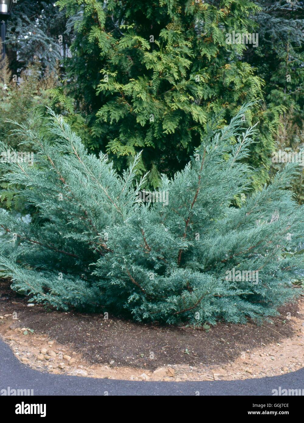 Juniperus virginiana - 'Grey Owl' AGM   CON091693 Stock Photo