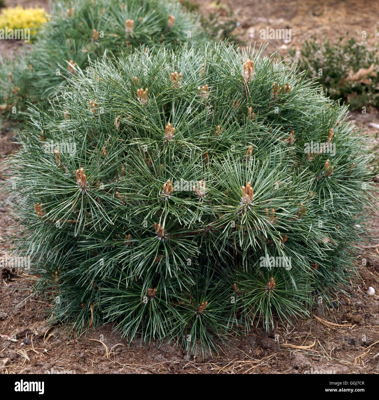 Pinus nigra - 'Pierrick Bregeon'   CON101562 Stock Photo