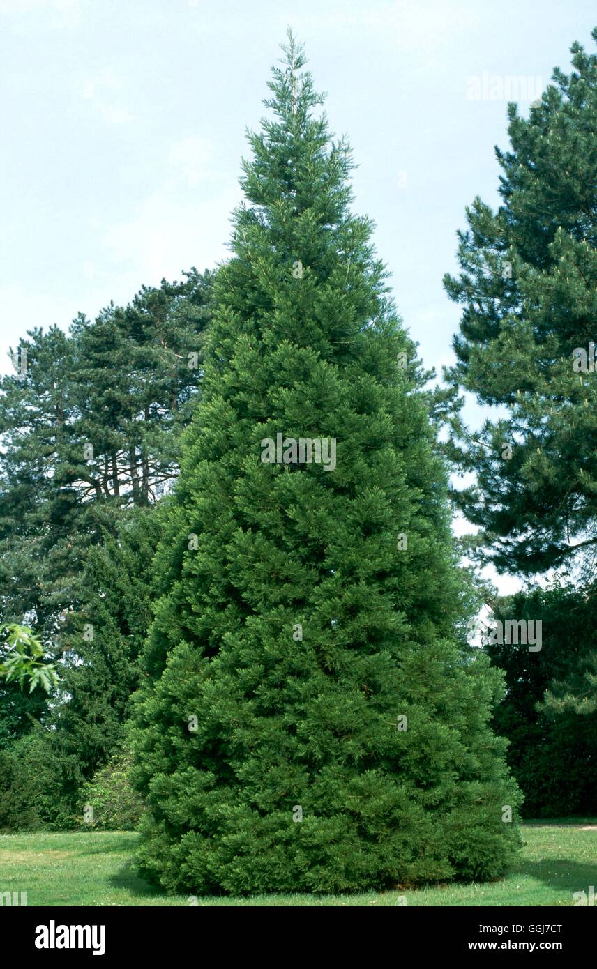 Sequoiadendron giganteum AGM - Giant Sequoia ''Wellingtonia'''   CON102648     Photos Horticultur' Stock Photo