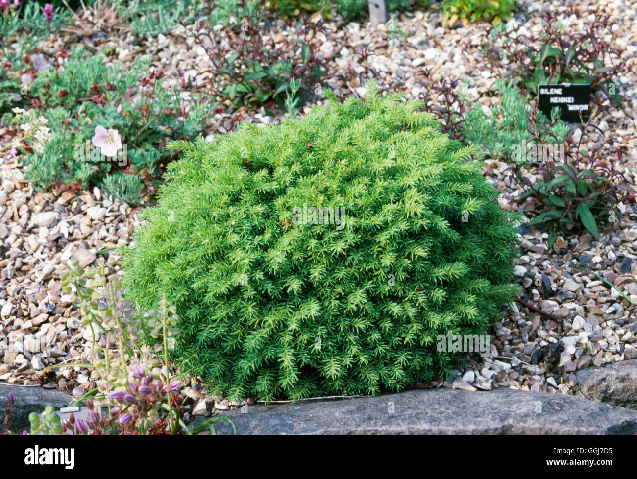 Picea abies - 'Little Gem' AGM   CON104389 Stock Photo