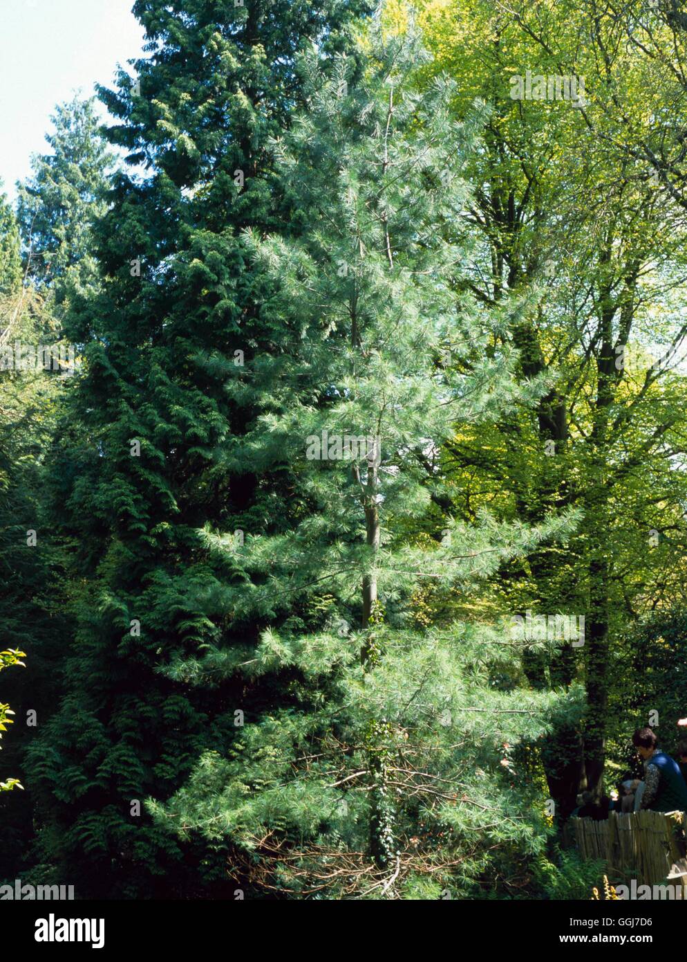Pinus strobus - Weymouth Pine   CON103816 Stock Photo