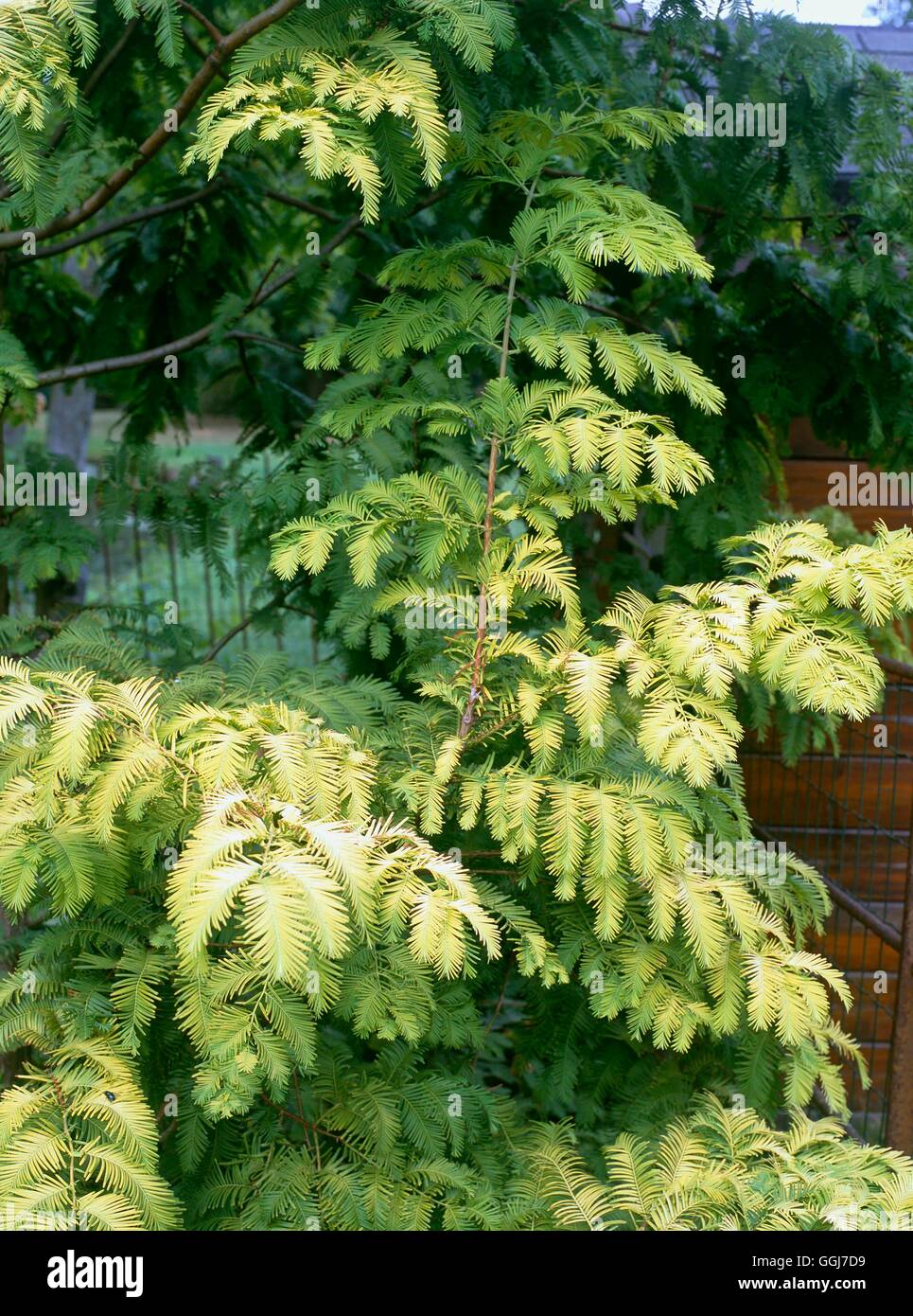Metasequoia Gold Rush Vera - Pianta Rara Con Foglie Dorate In Vaso Ø 19 Cm - Foto 9