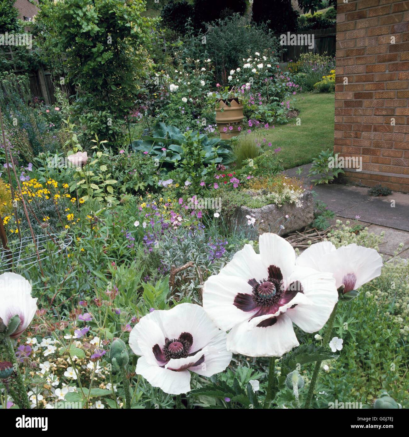 Cottage Garden - with Papaver orientale 'Pizzicato' series in foreground   COT088794     Photos Hort Stock Photo