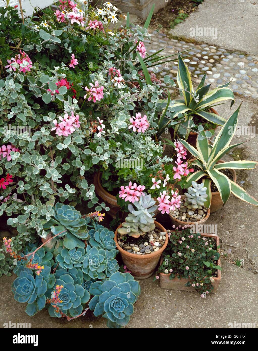 Container - Perennial - planted with Echeveria  Agave  Persicaria and Helichrysum.   CTR005283     P Stock Photo