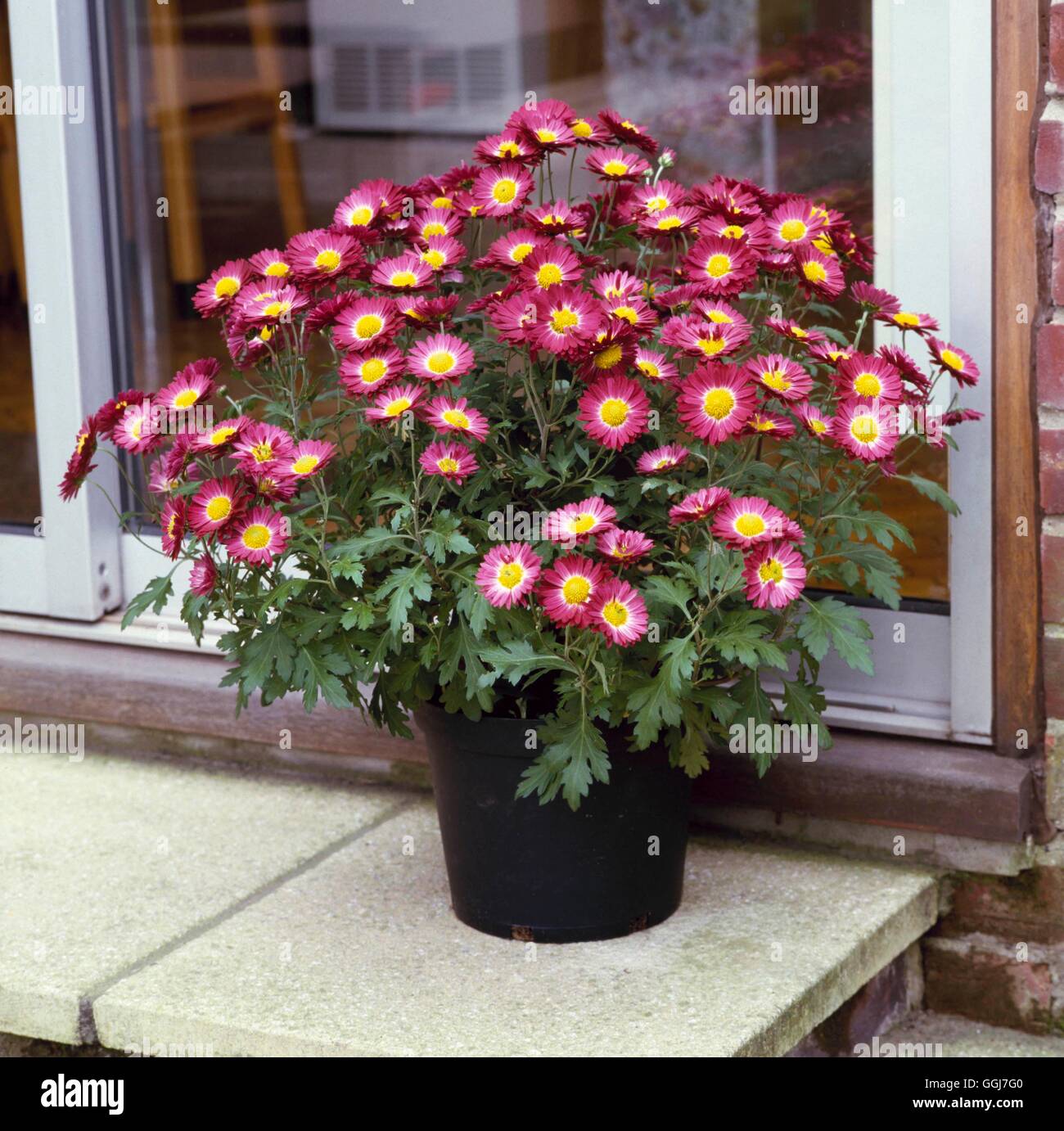Container - Perennial - planted with Chrysanthemum   CTR007114 Stock Photo