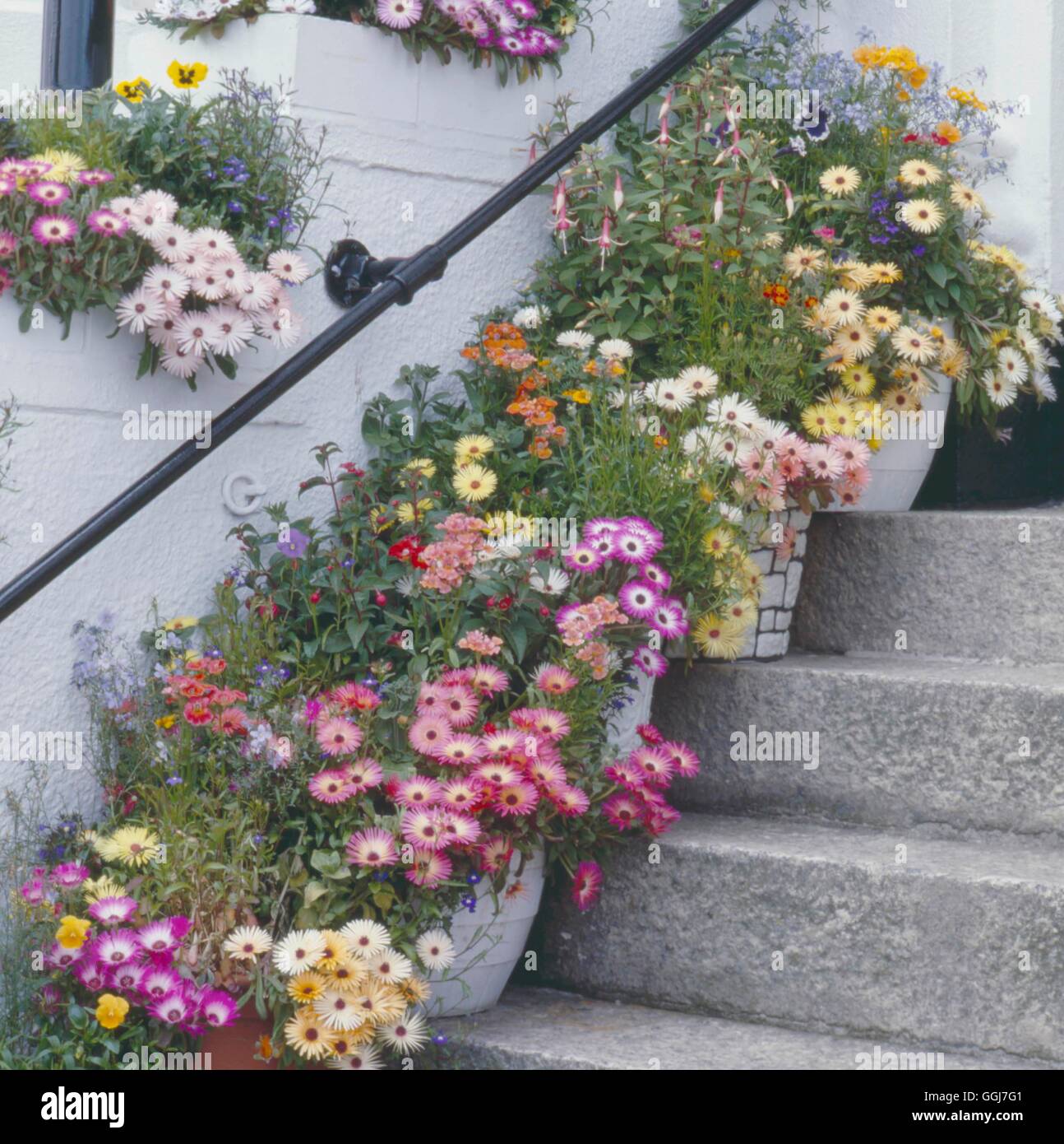 Containers - Annuals - Steps decorated with pots and troughs of summer bedding including Livingstone Daisies.   CTR007 Stock Photo