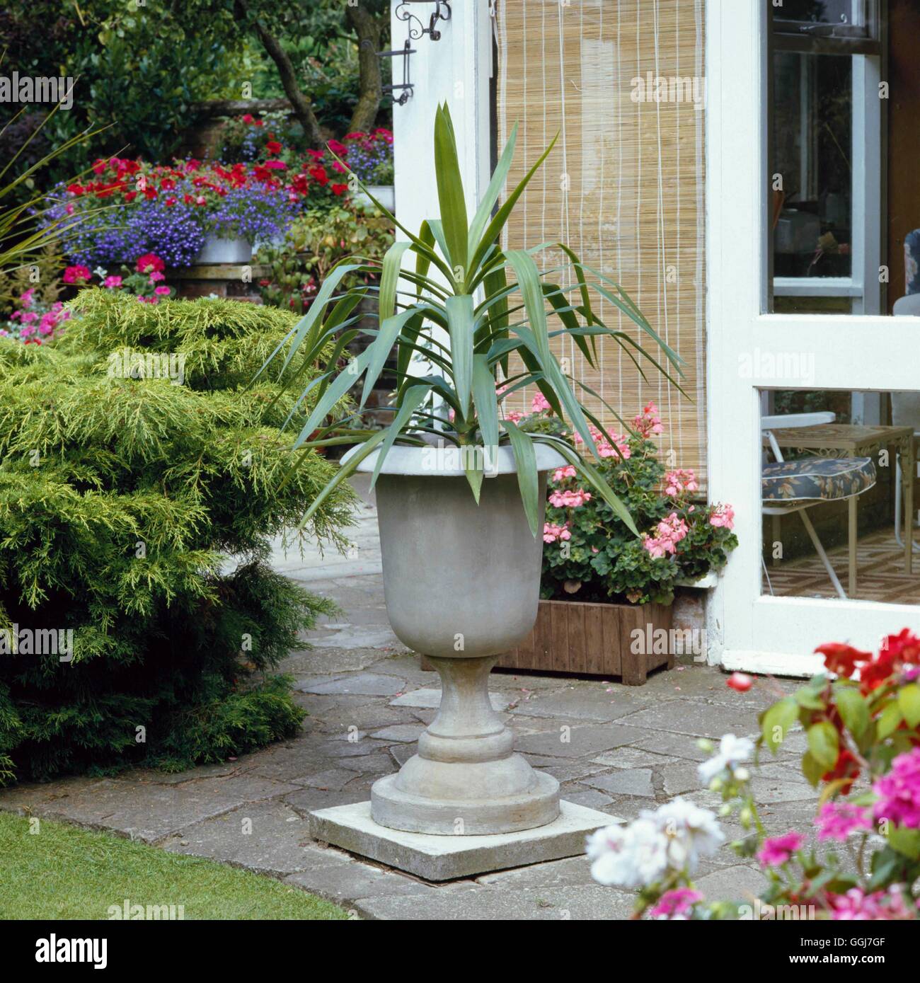 Containers - Shrubs - Home-made pedestal made in cement and planted with a Yucca   CTR009338     Pho Stock Photo