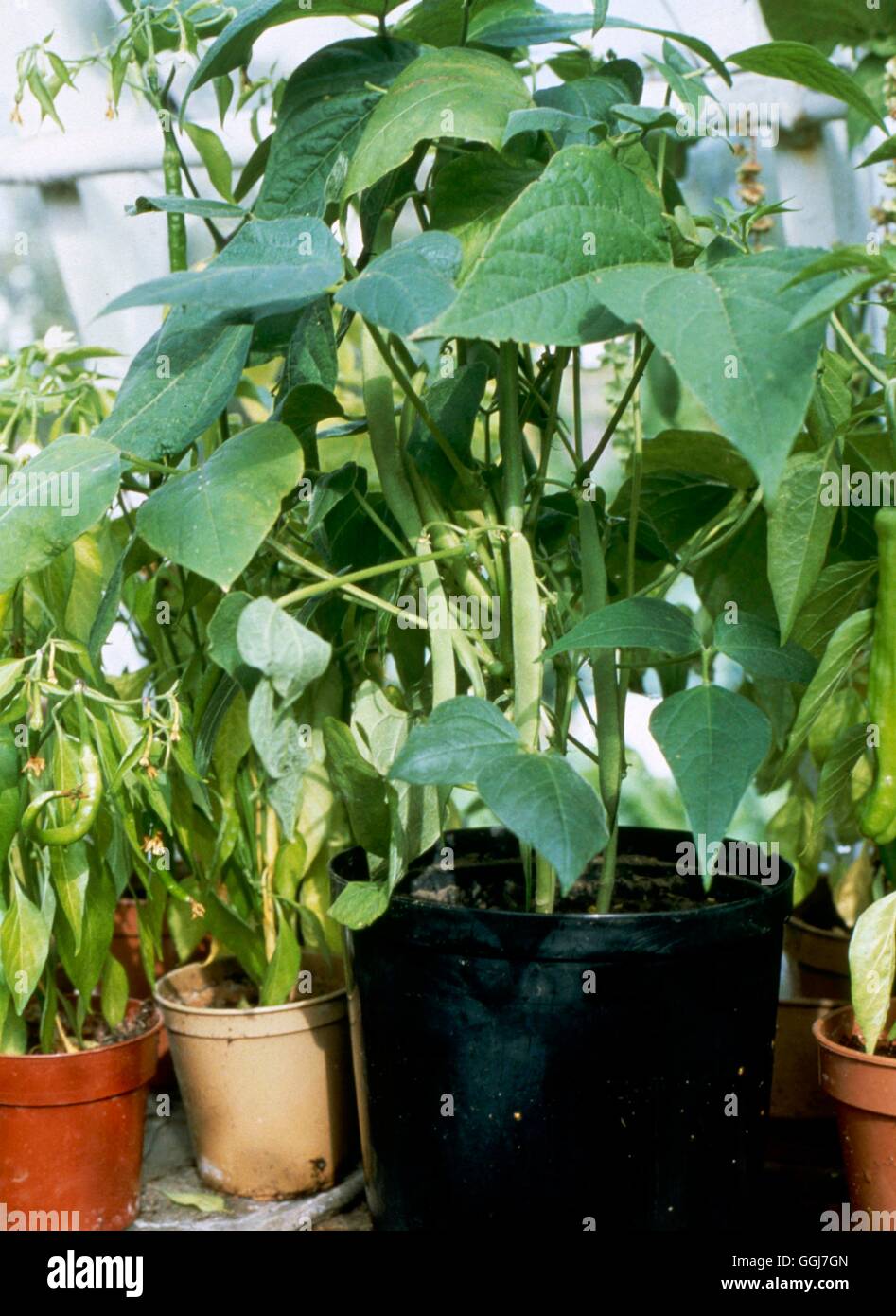 Dwarf french beans container hires stock photography and images Alamy