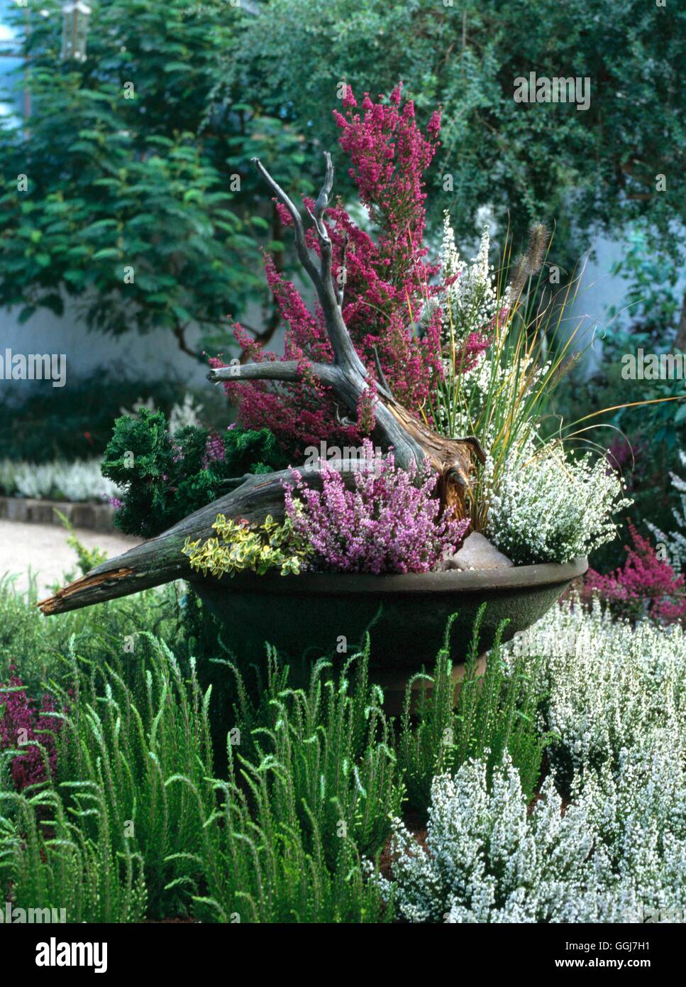 Container - Shrubs - Stone Bowl with Summer-flowering Heathers   CTR016614  / Stock Photo