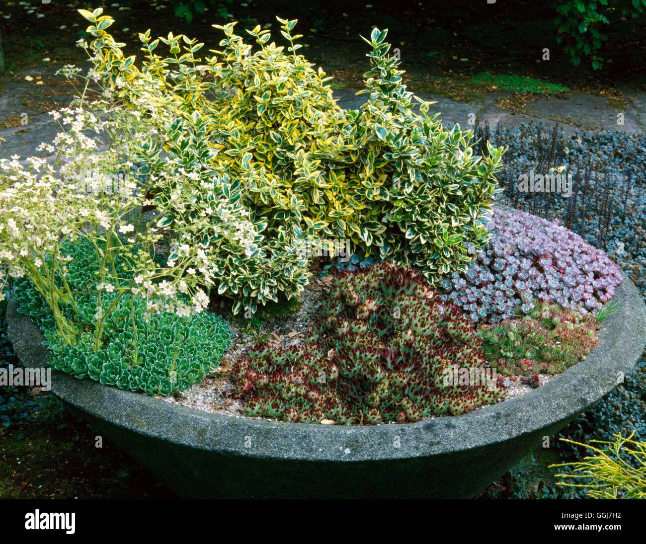 Containers - Shrubs - Bowl with Shrubs & Alpines Euonymus  Saxifraga  Sedum & Sempervivums   CTR016625  Compulsory Cre Stock Photo